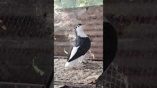 rap newsong hiphop pigeon kabutaar bird kabutari birdspecies music song [upl. by Lacagnia]