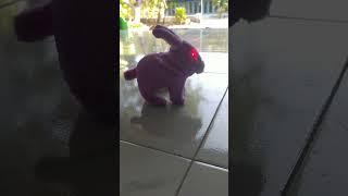 There is a purple rabbit after looking closely it turns out that this is a toy rabbit [upl. by Debarath]