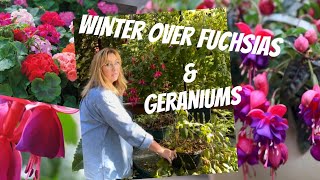 HOW TO WINTER OVER FUCHSIAS amp GERANIUMS [upl. by Ettennod]