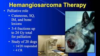 Hemangiosarcoma and Radiation Therapy [upl. by Atnauq]