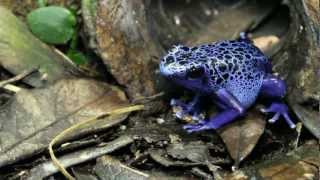 Blue Poison Frog Eating [upl. by Ytisahcal]