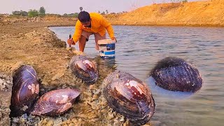 Wow its amazing today fisherwoman found many Big clams at river [upl. by Casandra]