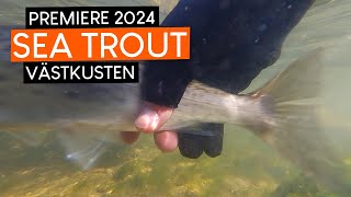 PREMIERE for SEA TROUT fishing 2024 on the West coast A lot of action [upl. by Pazia]