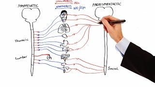 Pharmacology  AUTONOMIC NERVOUS SYSTEM MADE EASY [upl. by Hasty656]