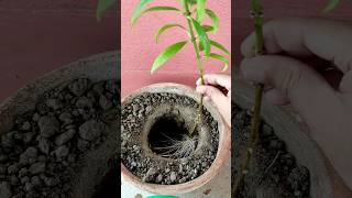 Mini Allamanda Plant propagation from cutting rainyseason plantpropagation [upl. by Aielam]