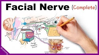 Facial Nerve Anatomy Simplified [upl. by Finnigan]