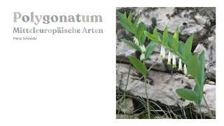 Polygonatum 15 Mitteleuropäische Arten [upl. by Yeslah714]