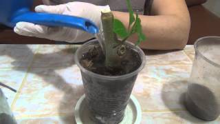 🌿 Черенкование бругмансии ч 2 Cuttings Brugmansia h 2 [upl. by Rayford]