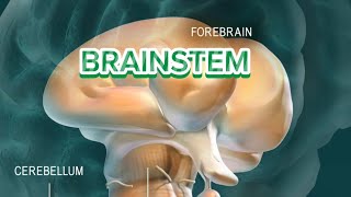 MODEL BRAIN AFTER REMOVING TELENCEPHALON and CEREBELLUM [upl. by Salangi]