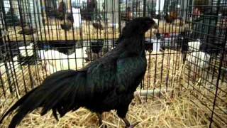 Sumatra National Poultry Show Switzerland 2014 [upl. by Ermengarde]