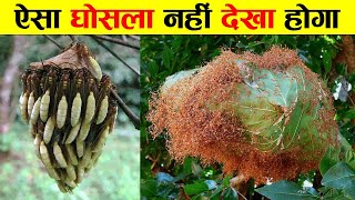 ANIMAL KINGDOM के 10 अद्भुत आर्किटेक्ट्स  10 Amazing Nests Build By Insects [upl. by Ivets274]