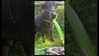 Sugarcane feast rural buffalo sugarcane buffalo innocence eyes eating sugarcane [upl. by Zullo]