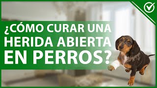 🐕 Cómo curar una herida abierta en un PERRO desde casa  Tips y remedios caseros 👩‍⚕️🐕 [upl. by Ratib]