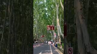 paulownia tree chinatravel travel nanjingcity Nanjing [upl. by Atteirneh822]