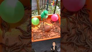 CAPIT TELUR animals birds egg ngeshortsdulu [upl. by Gautious638]