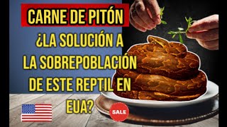 El CONSUMO de SERPIENTE pitón podría solucionar la sobrepoblación de este reptil en Estados Unidos [upl. by Anselme316]