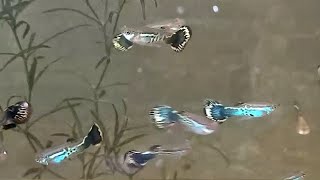 Red dragon x tiger mosaic cross updates guppybreeding guppy guppyfish guppybreeder [upl. by Nesyaj]