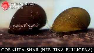 Neritina pulligera The BEST CLEANER for your tank Leopard Aquatic W012A [upl. by Mani]