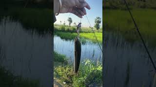 vlog2024 fishing fihing fhis fhish vlog fish fshing [upl. by Beryle598]