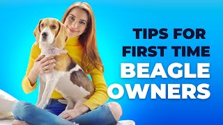 8 Tips for A First Time Beagle Owner  Are You A Beagle Parent [upl. by Hahn]