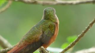 Cinnamon Hummingbird Amazilia rutila [upl. by Alekram]