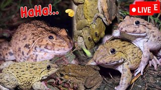 🐸Boing Boing web catching frogs🐸flying and Jumping Part 7 [upl. by Rundgren893]