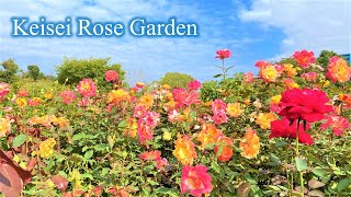 【4K】京成バラ園 Keisei Rose Garden 2022年10月27日の様子 [upl. by Lunna]