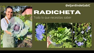 Cultivo de RADICHETAACHICORIA en tu huerta orgánica casera El más fácil [upl. by Luane]