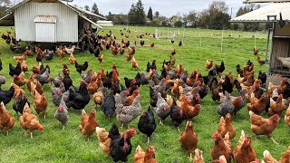 How American Farmers Raise Millions Of Poultry In The Pasture  Chicken Farming [upl. by Aihtibat]