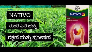 NATIVO  BAYER  UPL  GUNTHER ಶುಂಠಿ ಎಲೆ ಚುಕ್ಕಿ ರೋಗಕ್ಕೆ ಮಾರಕಾಸ್ತ್ರ  ಕೀಟನಾಶಕ ಸಂಪೂರ್ಣ ಪರಿಹಾರ [upl. by Eyahs]