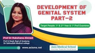 Development of Genital System Part2 [upl. by Llyrat311]