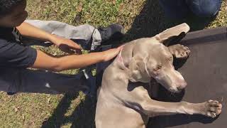 High Energy Puppy Training Addison 6 month old Weimaraner Before and After [upl. by Klimesh]