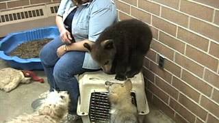 BLACK BEAR CUB amp WOLF PUP romping in the Nursery [upl. by Arjun]