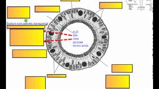 Excretion and the Kidney Part 4 IB Biology [upl. by Tergram305]