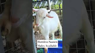 Hornless Saanen Males Available [upl. by Aicilra478]