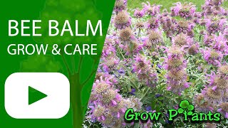 Bee balm  grow amp care Monarda lambada [upl. by Cattier728]