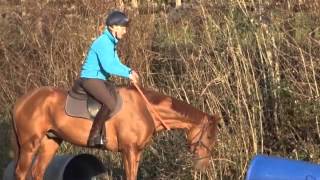 Tina Cook Masterclass Retraining a racehorse [upl. by Safko139]