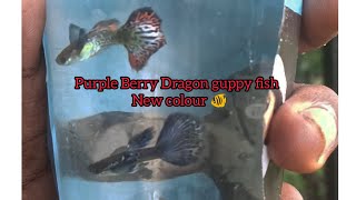 purple Berry Dragon guppy fish new red fish colour 🐠💜❤️🐠 [upl. by Korwun]