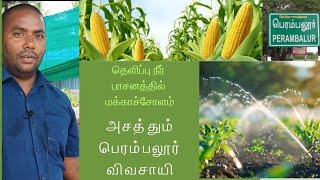 Sprinkler irrigation maize  தெளிப்பு நீர் பாசனத்தில் மக்காச்சோளம் அசத்தும் பெரம்பலூர் விவசாயி [upl. by Funk]