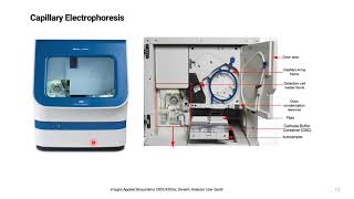 QF PCR aneuploidy testing [upl. by Burny]