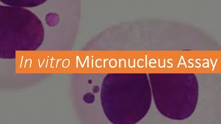 G T 10 What is Micro nucleus Assay Genera Toxicology Module 10 [upl. by Nnylrefinnej]