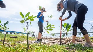 CRIANDO UMA FLORESTA DE MANGUE REFLORESTAMENTO [upl. by Vanhook467]