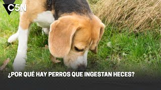 ¿POR QUÉ hay PERROS que COMEN HECES [upl. by Laetitia]