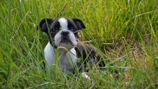 How to Properly Clean Your Boston Terrier s Ears [upl. by Cinomod]