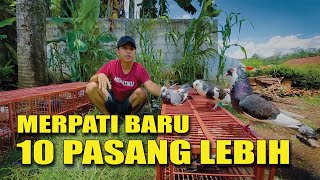 REVIEW SEMUA MERPATI PASAR [upl. by Ayikat]