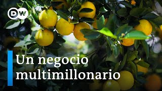 El precio de nuestro jugo de naranja  DW Documental [upl. by Kcirdderf]