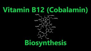 Vitamin B12 Cobalamin Biosynthesis [upl. by Ferriter]