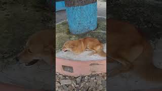 big dog barking soundsangry dogs barking sound effectloud dog barking sounds [upl. by Shuman]