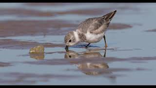 Piping Plover Feeding Behavior [upl. by Eelarat]