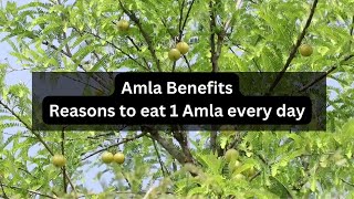 Amla Benefits  Eat 1 Amla EveryDay  Amla Uses [upl. by Hanshaw687]